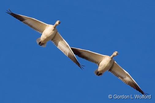 Snow Geese In Flight_72662.jpg - Snow Geese (Chen caerulescens) photographed in the Bosque del Apache National Wildlife Refuge near San Antonio, New Mexico, USA.